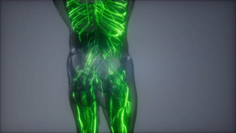 vasos sanguíneos del cuerpo humano