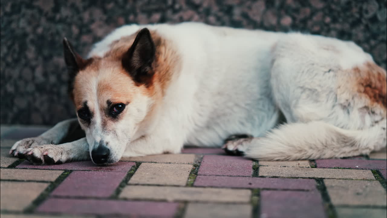 Close up of a white and brown dog resting on red and yellow pavement