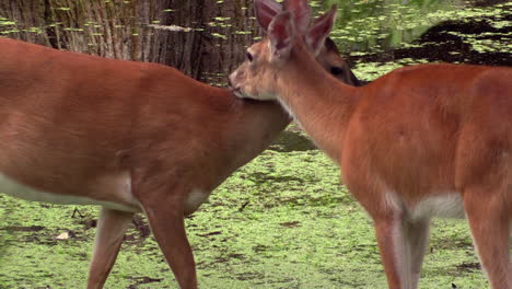 Venado-Cola-Blanca-Acicalarse