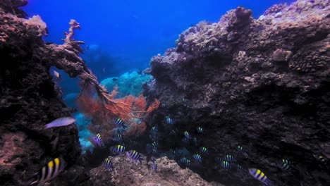 crystal and healthy coral reef with a school of tropical striped fishes swimming around