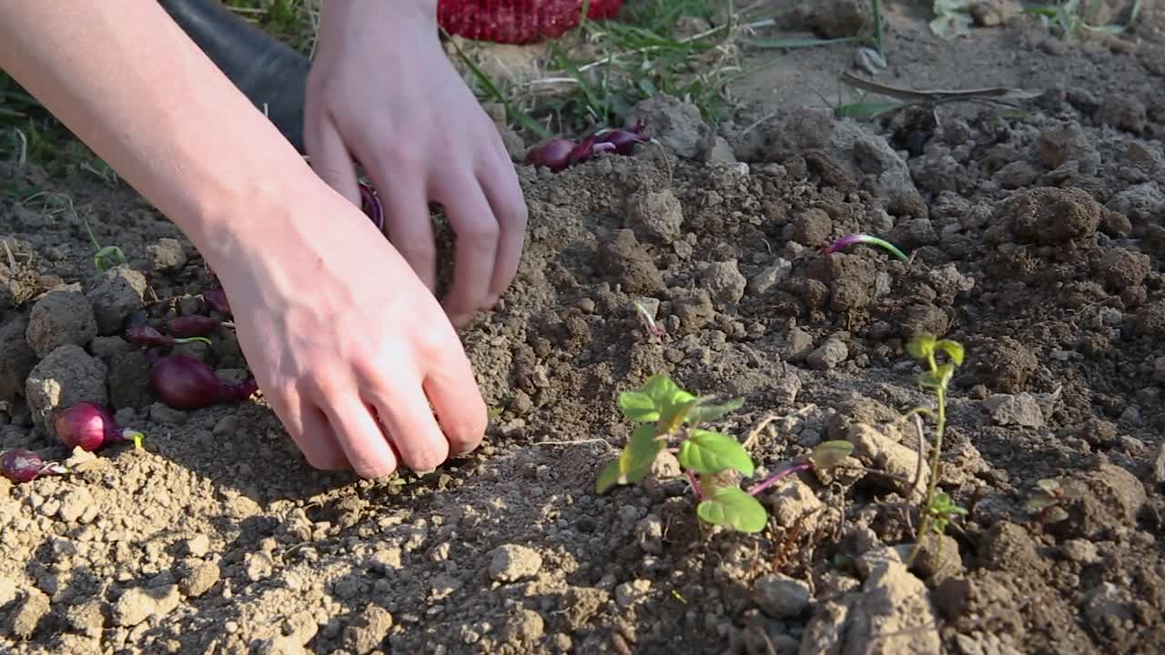agricultura de primavera, manos femeninas plantando cebollas rojas en suelo fértil