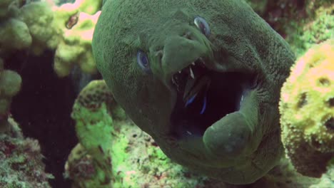 super primer plano de anguila morena gigante siendo limpiada por peces limpiadores