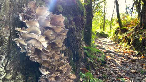 Extreme-Nahaufnahme-Von-Baumpilzen-Im-Waldgebiet-In-Spanien