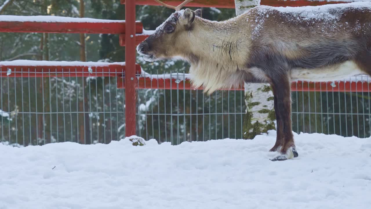 Han-rensdyr går i skoven og spiser sne om vinteren.