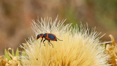 Macro-video-of-a-red-and-black-beetle-on-a-thistle-flower