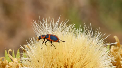 macro video of a red and black beetle on a thistle flower