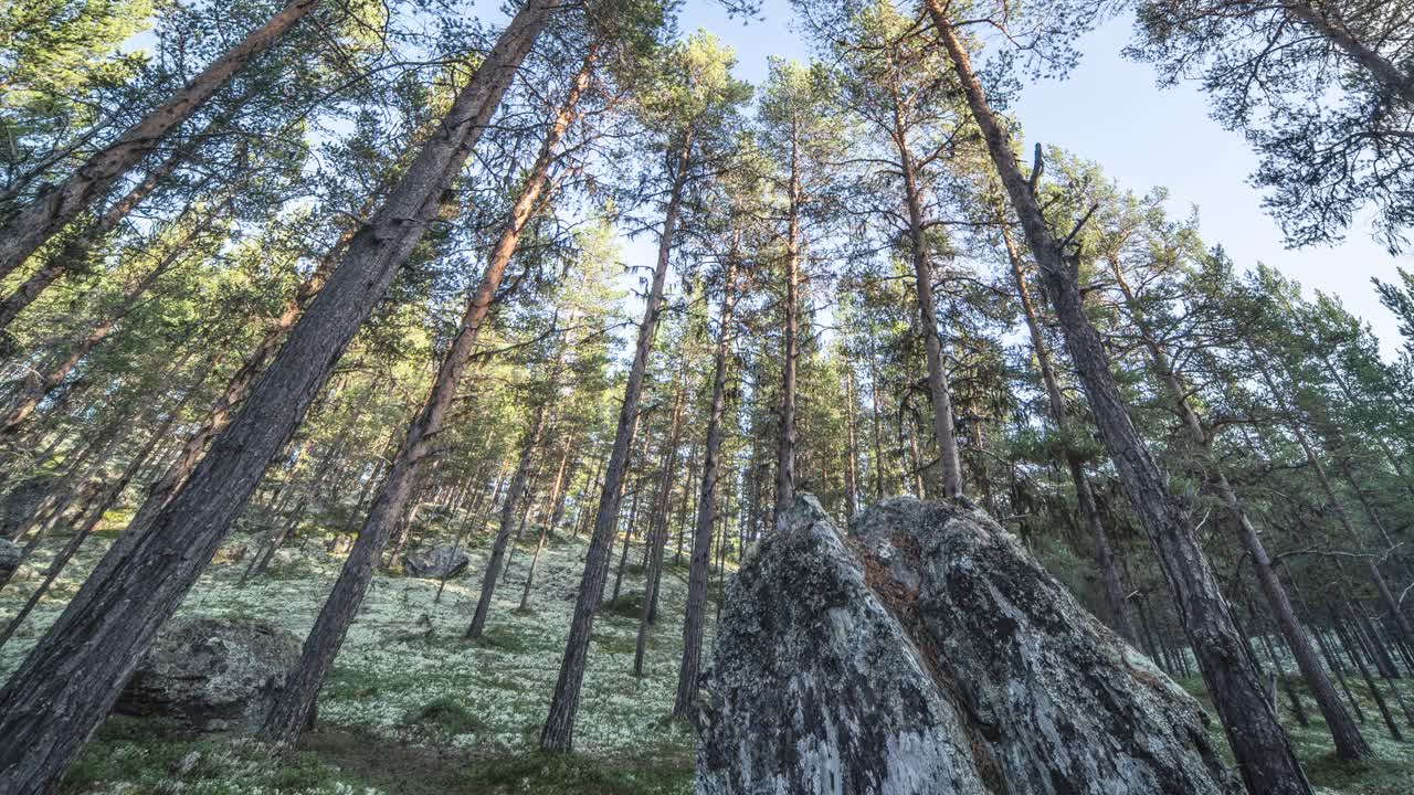 Auringon valaisema mäntymetsä