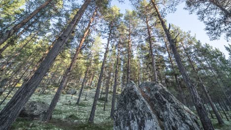 sunlit pine forest