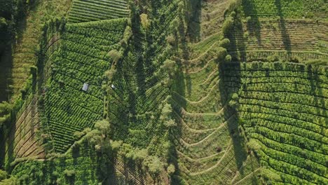 aerial-top-shot-tobbaco-plantation-on-the-slope-of-sindoro-mountain-in-Temanggung,-central-java,-Indonesia