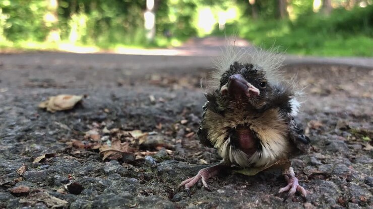 Lonely baby bird chick who just fell of its nest-6