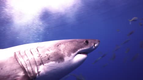 gran tiburón blanco persiguiendo el cebo en la línea de pesca con la escuela de peces en la costa de victoria en australia