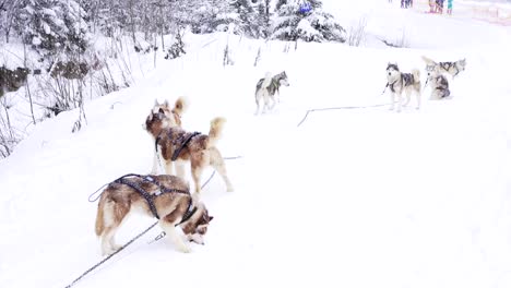 group of siberian husky waiting for the run