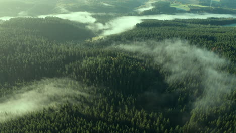 vista panorámica del vasto bosque de pinos con nubes nubladas temprano en la mañana en sommerain, houffalize, bélgica