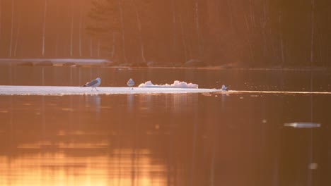 little gulls stroll around on top of drifting ice sheet on golden pond