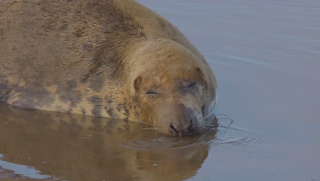 Temporada-De-Cría-De-Focas-Grises-Del-Atlántico:-Crías-Recién-Nacidas-Con-Pelaje-Blanco,-Madres-Alimentándolas,-Sumergiéndose-En-El-Cálido-Sol-De-Noviembre.