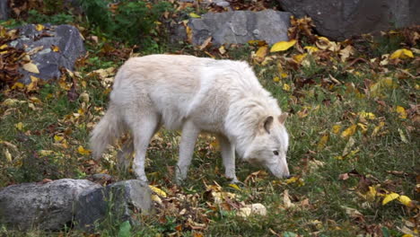 southern rocky mountain gray wolf sniffs ground amid boulders