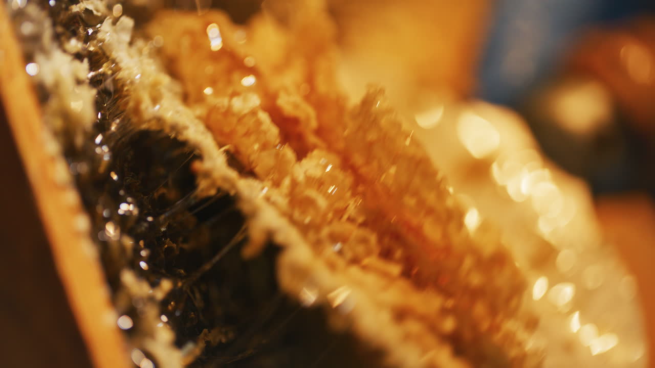 양봉업자는 부드럽게 벌을 제거합니다.