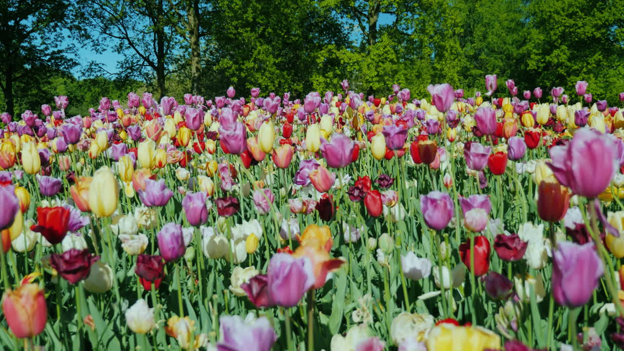 canteiro de flores holandês com tulipas