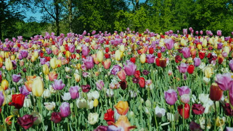 Niederländisches-Blumenbeet-Mit-Tulpen