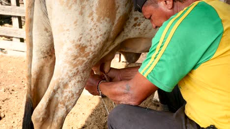 Farmer-milking-a-cow-with-his-own-hands-4K-Footage