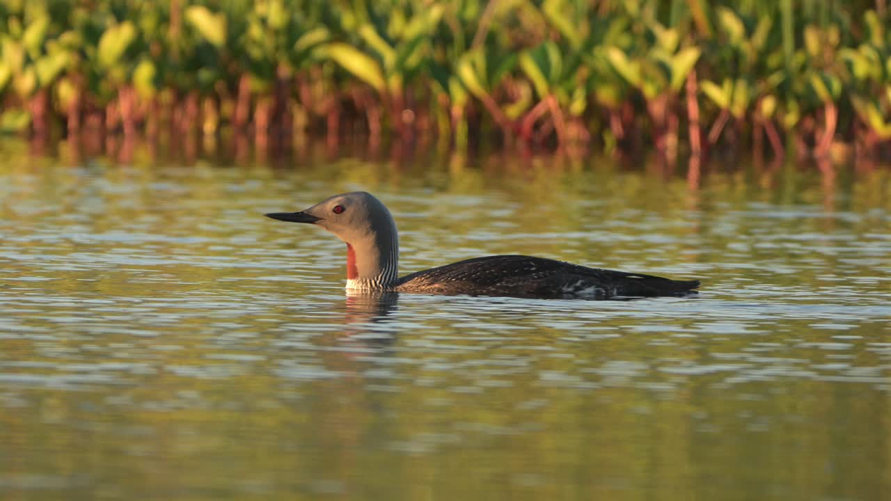 Rallentatore ravvicinato di una strolaga minore che scivola sull'acqua calma in un caldo tramonto con sfondo leggermente sfocato