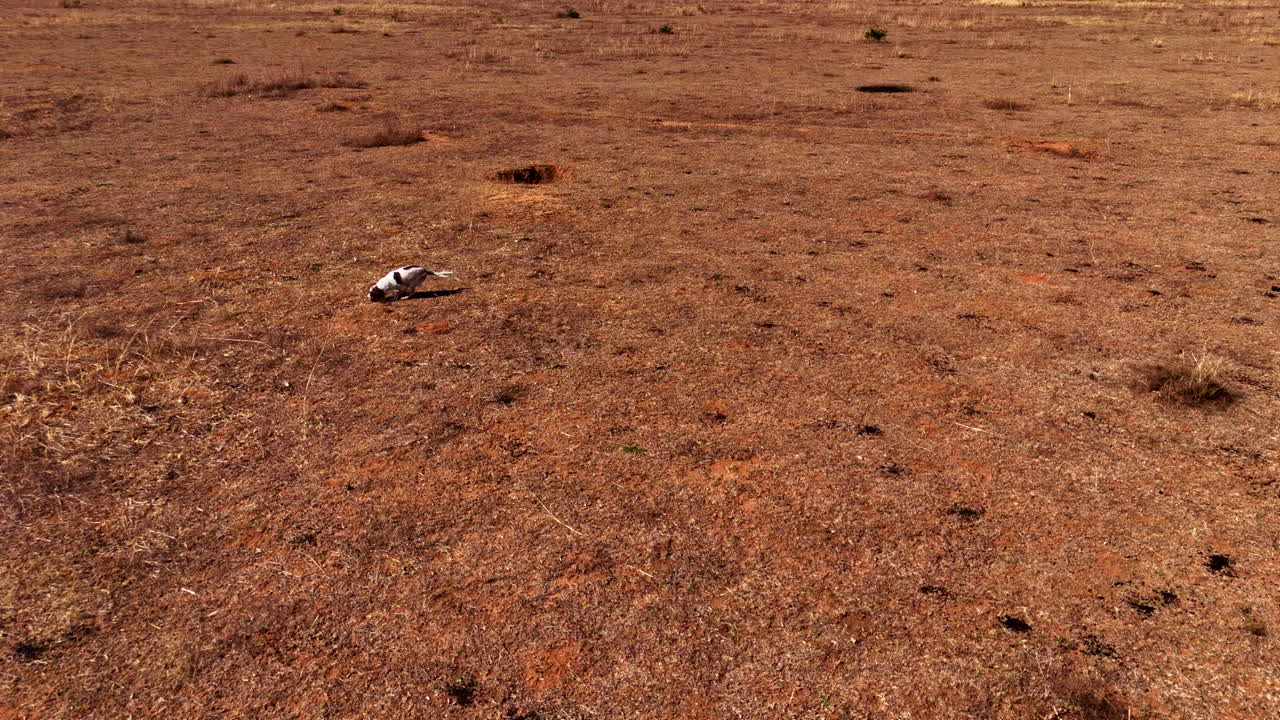Dog Running in Dry Field
