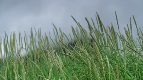 Lyme-Grass-waving-in-wind-during-cloudy-day-on-Iceland-island---low-angle-close-up