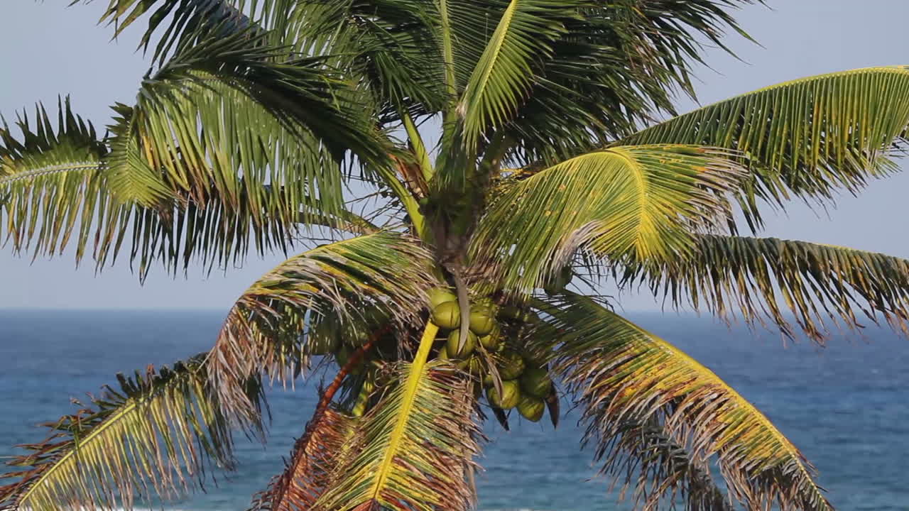 primer plano de la palma0