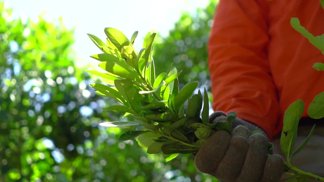 sosteniendo la planta de yerba mate en la mano con guantes por un trabajador de la plantación argentina américa del sur