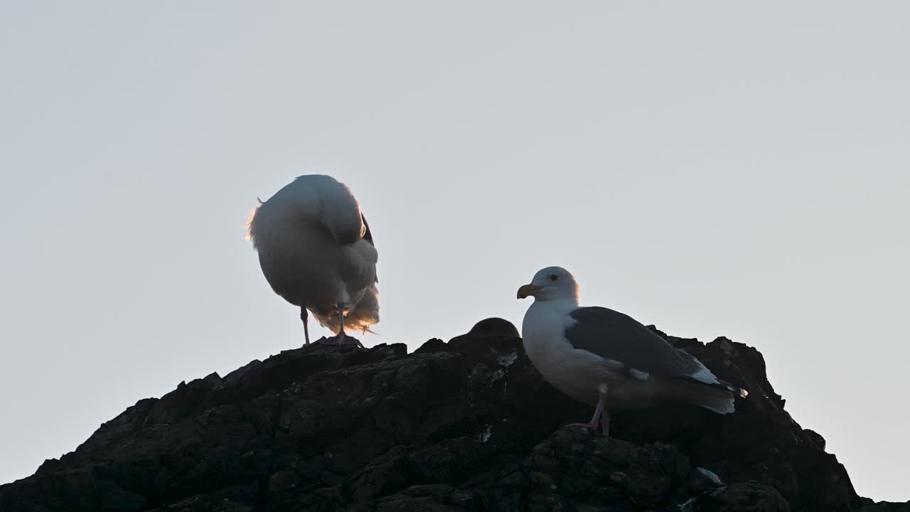 Two seagulls perched on coastal rock silhouetted against evening sky