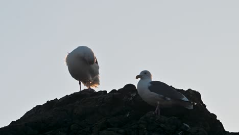 two seagulls perched on coastal rock silhouetted against evening sky