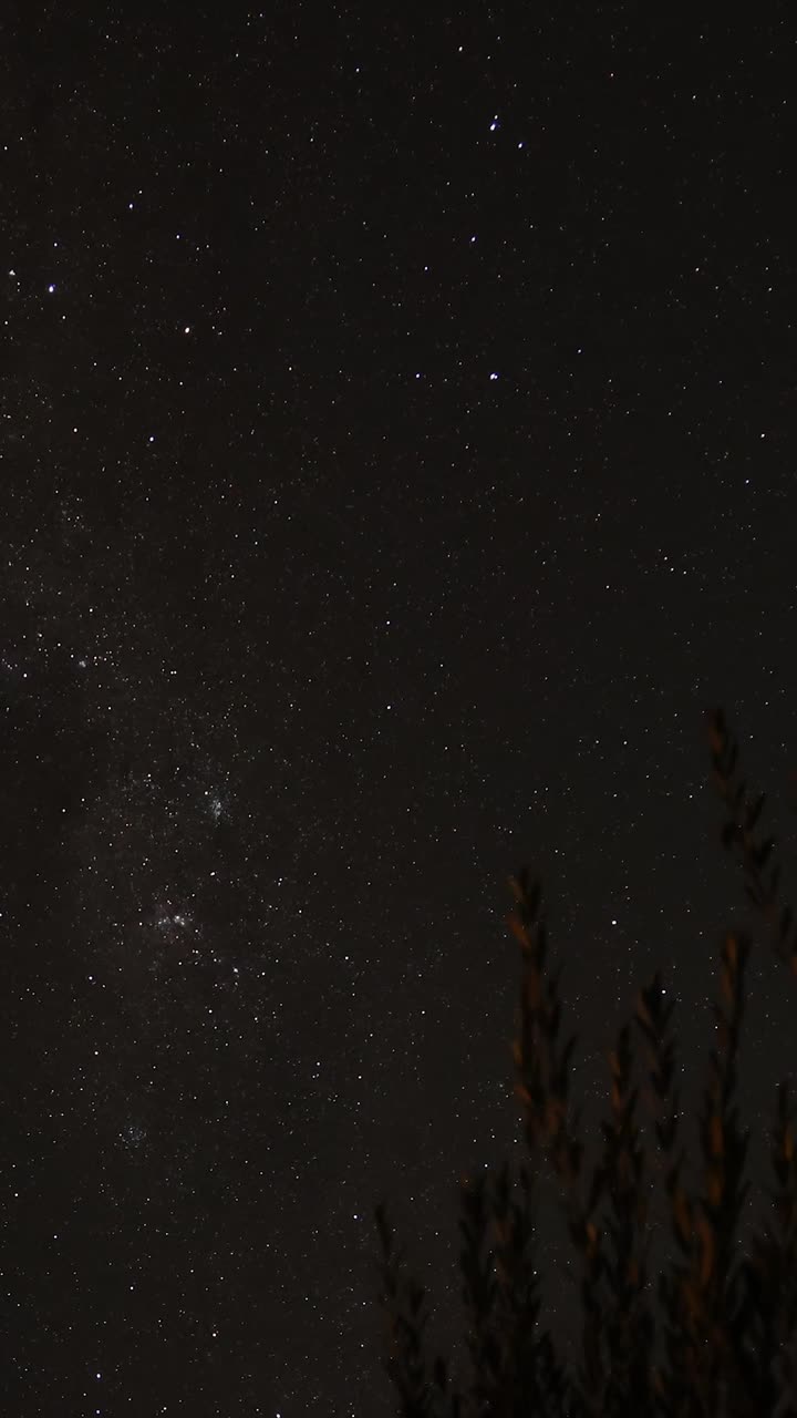 어두운 밤 하늘 아래의 별과 나무