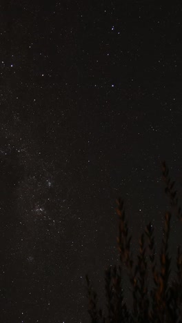 estrellas y árboles bajo un cielo nocturno oscuro