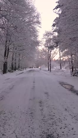 camino forestal nevado