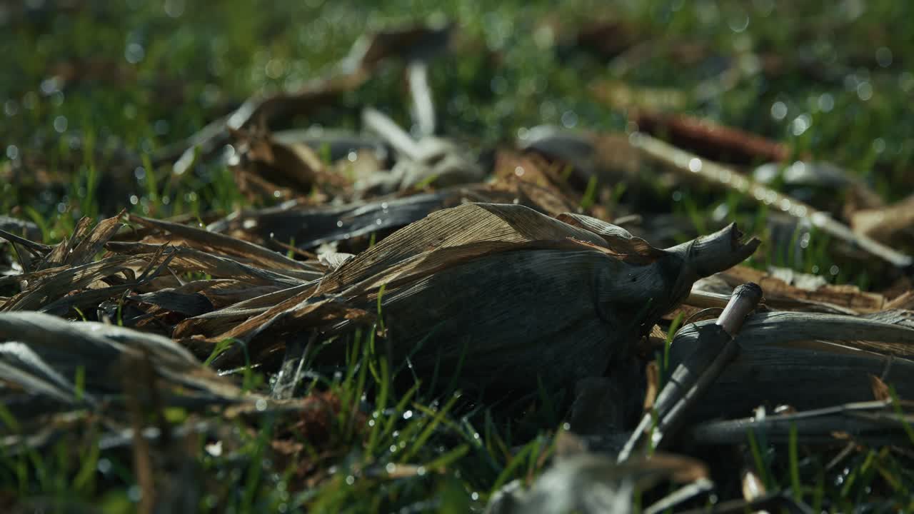 dried corn husks scattered on dewy grass in Lonjsko Polje, Krapje, Croatia