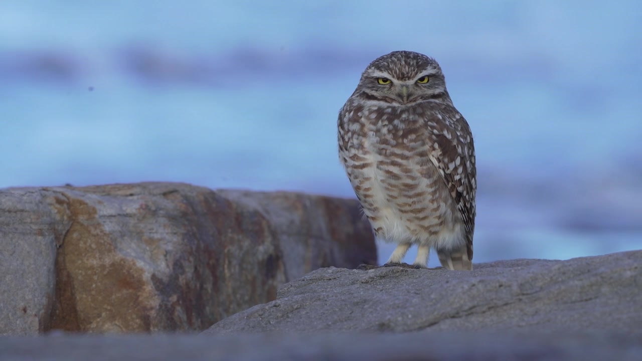 Nahaufnahme eines Kaninchenkauzes (Athene cunicularia) auf Küstenfelsen mit dem Atlantischen Ozean im Hintergrund. Einheimische südamerikanische Eule in ihrem natürlichen Lebensraum entlang der Küste von Buenos Aires Pr.