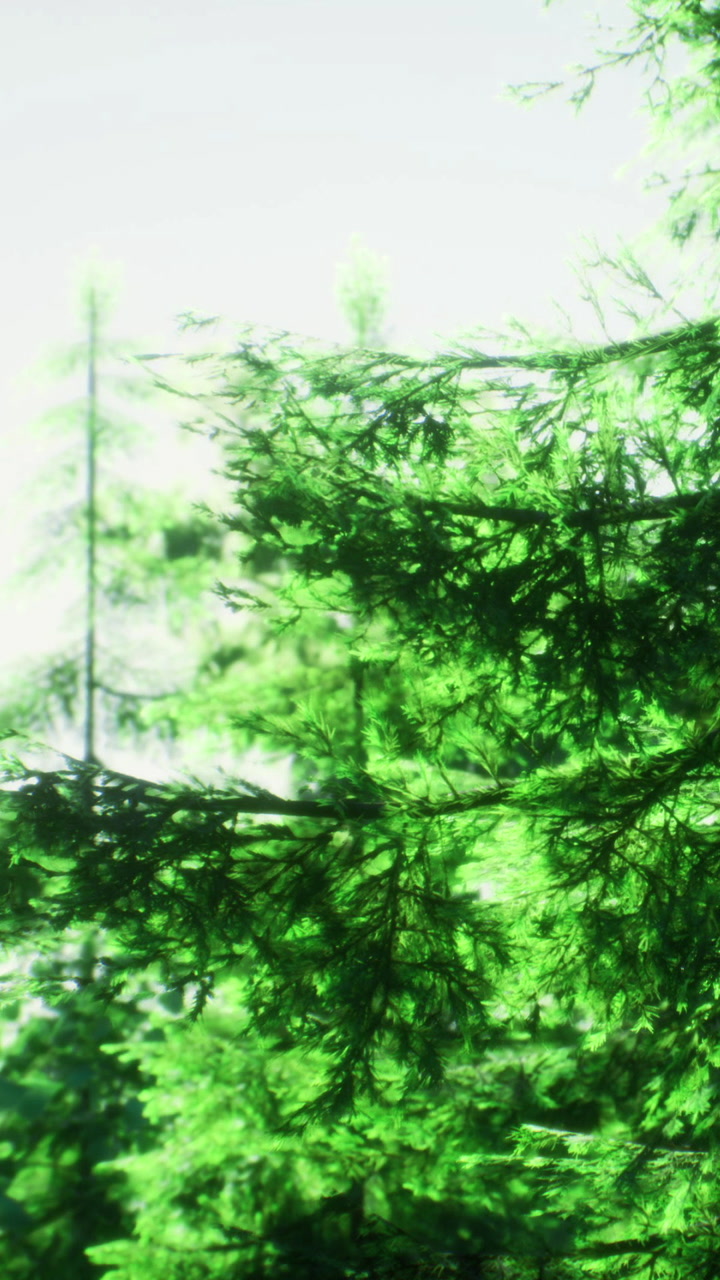 La luce del sole filtra attraverso la lussureggiante vegetazione verde in un sereno ambiente forestale