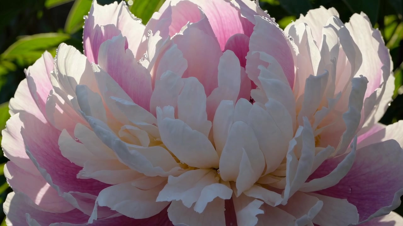Close-up of a Blooming Pink and White Peony Flower