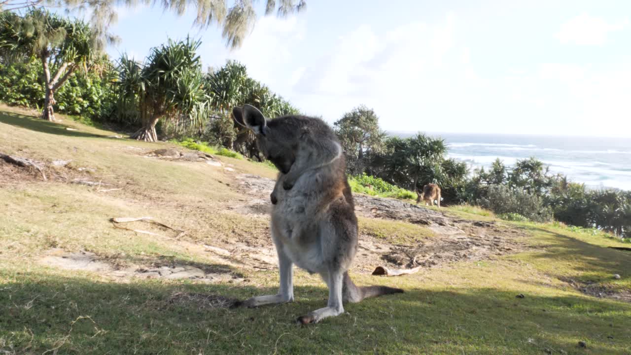 해안 곶에서 몸단장을 하는 어린 캥거루의 동물 행동