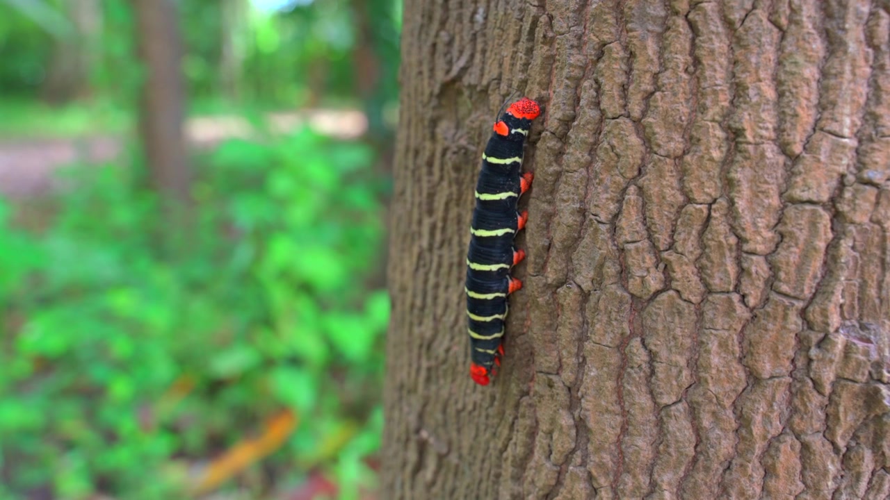 Static macro close up shot of a colorful Pseudosphinx tetrio caterpillar with black, yellow and red stripes crawling on a tree bark in tropical forest.