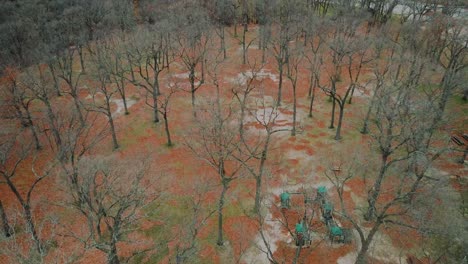 Barren-trees-in-late-autumn-and-early-Winter