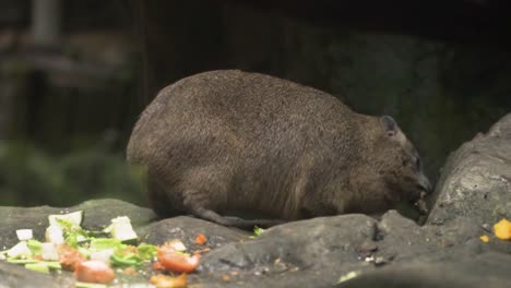 full shot of a rock hyrax eating vegetables in singapore zoo