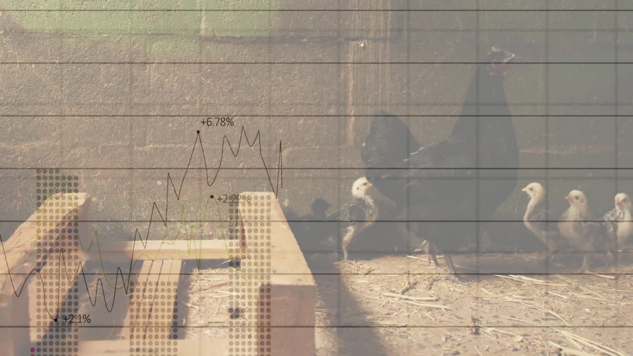 Animated flat design showing black hen leading chicks across coop with transparent chart overlay