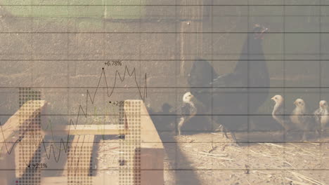 animated flat design showing black hen leading chicks across coop with transparent chart overlay