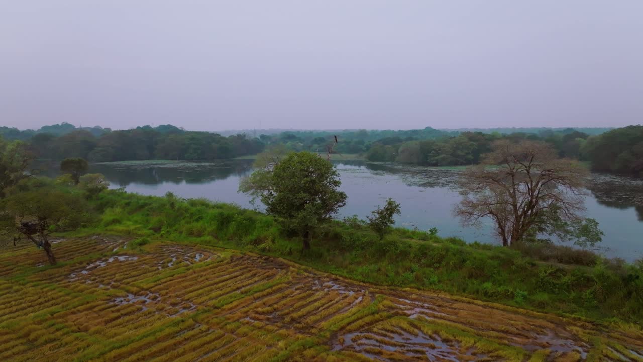 Drone zoom in showing flooded rice terraces beside a peaceful lake surrounded by trees in Sri Lanka