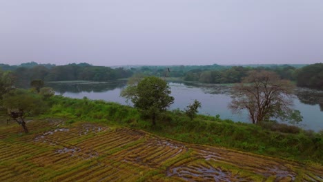 drone zoom in showing flooded rice terraces beside a peaceful lake surrounded by trees in sri lanka