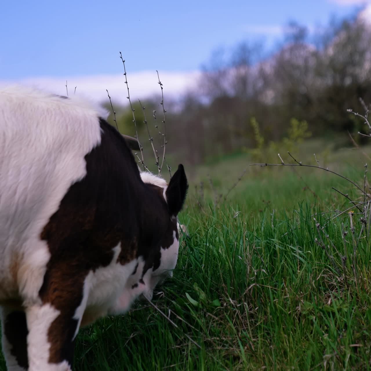 Calf is grazing grass. Black and white cow is grazing on pasture in spring day. Domestic animal on nature background