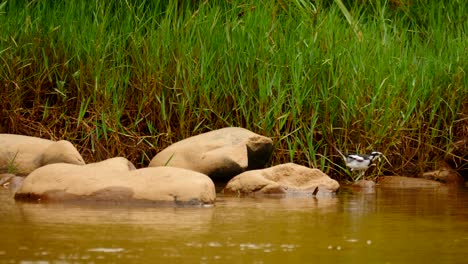 Slow-motion-Pied-Wagtail-hops-from-one-rock-to-another-at-the-rivers-edge-in-the-Pongola-river,-then-wags-tail