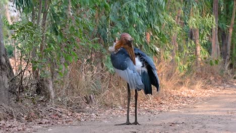 un gran pájaro de la familia de las cigüeñas común en el sur de asia y ahora en peligro de extinción debido a la pérdida de hábitat