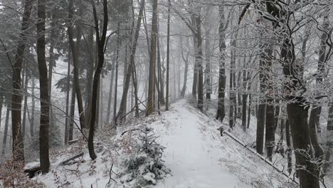 caminando por un sendero estrecho a través de bosques nevados en un día brumoso